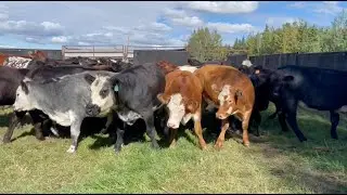 Heifer pasture: preg testing