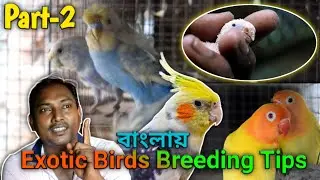 Hagoromo Budgies/Lovebirds/Cockatiel Birds Breeding Farm Visit||Birds Breeding Tips||KUILA For EVER