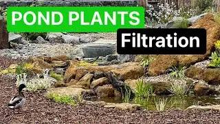 Wetland Filtration Plants (Reeds and Rushes) Small Wildlife Pond