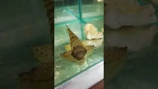 Brachyloricaria macrodon