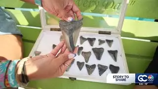 Cape Coral explorer finds massive megalodon fossil