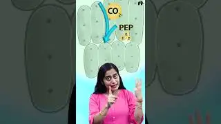Photosynthesis in higher plants Class 11 Biology with Roshni Mam #concepthogacrystalclear