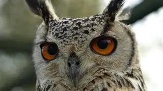 Owls and the answer to loneliness