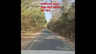 #Rang_the_noor_tha #trending #wildlife #forest #uttarpradesh #shorts #arijitsingh #viralvideo #khan