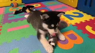 Perfect Pomsky pup Maine Aim&rsquo;s  Jax learns how to sit and fetch at 9 weeks old so very smart!