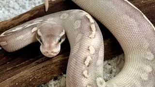 Royal Python  Pastel                      Super Phantom                                Red Gene    &hellip;