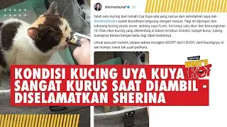 Kondisi Kucing Uya Kuya Yang Dijarah Massa: Sangat Kurus - Diselamatkan Sherina #uyakuya