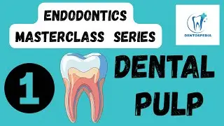 ENDO 1 What Is The Dental Pulp? Complete Endodontic Basics for Dental Board Exams #dentalpulp