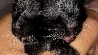 Duo the Kitten With 2 Faces Finds Forever Home With Vet