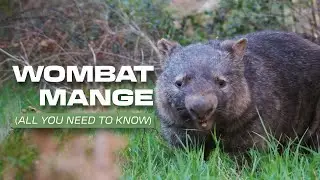 What is wombat mange?  |  The COMPLETE Guide