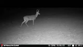 10 06 2025 Nighttime Homestead Visitors on Trail Cam | Deer, Cats & More Under the Stars