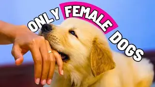 8 Crazy Things ONLY FEMALE DOGS Do for Their Humans