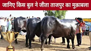 Adult Murrah Bull Competition @ Tajpur, Mahendragarh(Haryana)