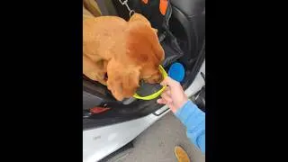 Refueling in Wallace, Idaho&mdash;where even the four-legged tourists take their hydration seriously.