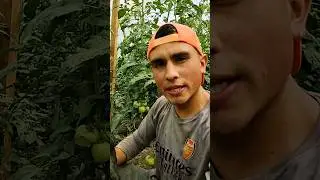 PRIMERA RECOLECCI&Oacute;N DE TOMATE.(tomate chonto) #tomate #agricultura #campesino #viral #invernadero