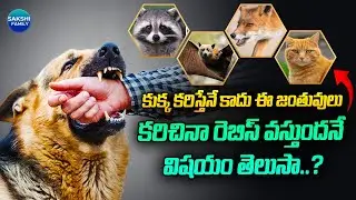 Beyond Dogs: Understanding Rabies Transmission Through Other Animal Bites | @Sakshitvfamily