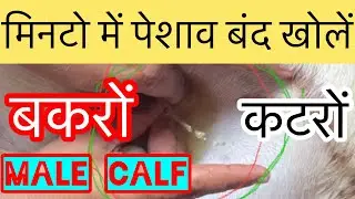 Retention of urine in buck | Treatment of urine blockage in goat - Dr Umar Khan