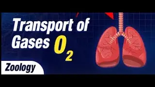 Body Fluid and Circulation- Transport of Gases  #neet2026  #bodyfluidsandcirculation #biology