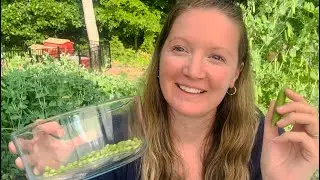 Growing and preserving shelling peas