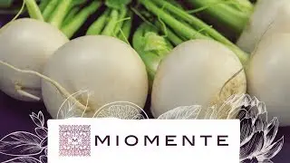 Vergessenes Gem&uuml;se: Gebratene Suppe aus Mair&uuml;ben? | Miomente