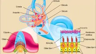 Neurofisiología: Sistema Vestibular