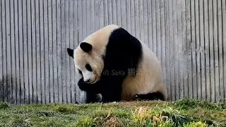 우래기에서 아여사의 향기가~!?ㅋㅋ | 1월 9일 오후(푸바오 실시간) Panda Fubao