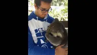 Krist&oacute;f &eacute;s a koala