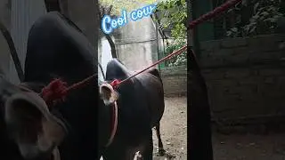 This is a cool cow