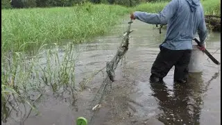 PESCA CON TRAMPERA  SELVA PERUANA 🐟🐠🐟🐠🌳🌴🐦🦜