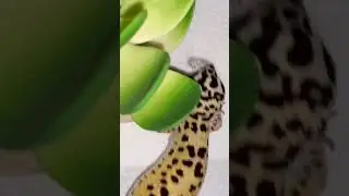 LEOPARD GECKO HUNTING! #shorts