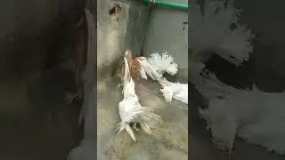 Siraji kabutar