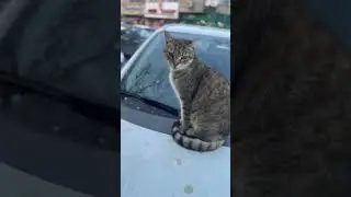 #cat #cats #youtube #love #kitten #funny #cute #cutecat #baby #animals #life #pets #shorts #winter