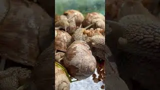Awakening sunny day for my snails!!! #snails #nature #village