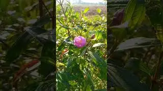 Senggani, cengkodok (Melastoma malabathricum) #plants  #flowers #medicine #shorts
