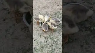 baby swan #swan #baby swan#vairalvideo #vairal #swanlover