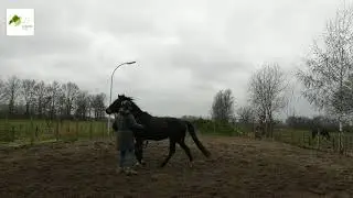 Vlog 35 e-quine.com - Op naar Brabant!