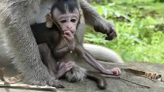 OMG! Newborn baby monkey, It looks so lovely baby monkey