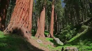 Champion Trees for Reforestation