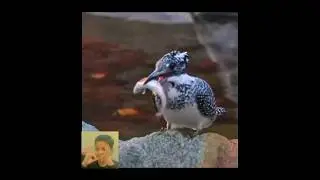 Crested Kingfisher #reaction #ytshort #crested #birds #viral #shorts