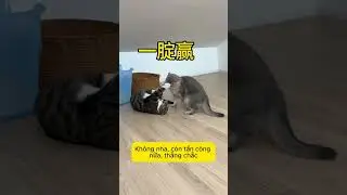 Tập 5-10:Đại ca dạy dỗ em boss mới được nhặt hahaha dễ thương quá.