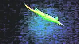 Cephalopod video: Ornithoteuthis antillarum