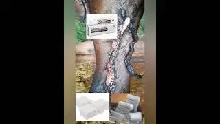 Wound Management in LSD! लाम्पी Skin Disease के घाव को कैसे ठीक करें! उचित उपचार || Dr Ashwani ||