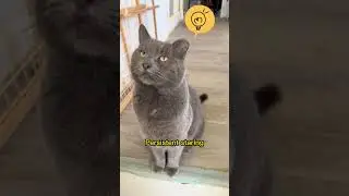 Meow at the Door? Spicy Kitty Wisdom #smartcat #cats #catlover