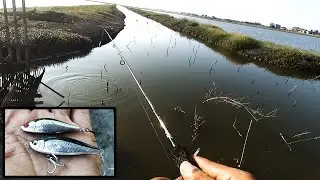 CARA PALING EFEKTIF MEMAINKAN LURE PENCIL SINKING UNTUK KAKAP PUTIH