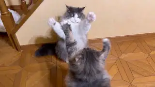 【微笑ましい😇】仲良し兄弟の優しいパンチ合戦wwwノルウェージャンフォレストキャット