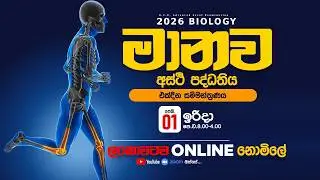 Human skeletal system seminar