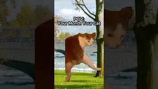 CAT MEMES 🐱 YOUR MONTH YOUR CAT #relatable #cat #funny #month #shorts