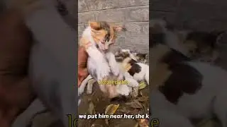 Мама-кошка агрессивна к котятам #животное #питомцы #кошка