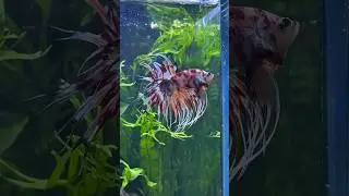 Pez Betta Crowtail Multicolor @BettasLeinadMexico 🫧🐠 #aquariumtanks #bettafishtanks  #bettafish