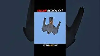 Falcon's speed vs cat's reflexes #trending #animals #wildlife #youtubeshorts #falcon #cat